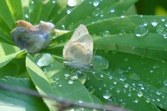 Xanthorhoe montanata