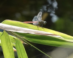 Onychothemis abnormis