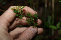 Xanthosia stellata