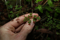 Xanthosia stellata
