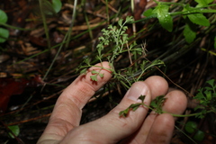 Xanthosia stellata