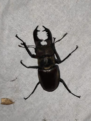 Lucanus maculifemoratus dybowskyi