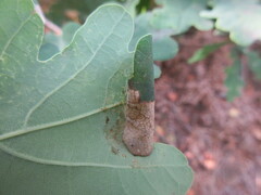 Arthropoda