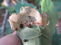 Arthropoda