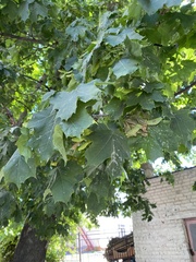 Acer platanoides
