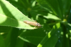 Limnephilus auricula