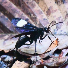 Hemipepsis speculifer