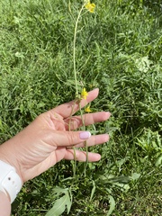 Diplotaxis tenuifolia