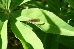 Limnephilus auricula