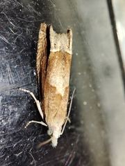 Eucosma conterminana