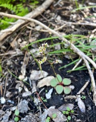 Micranthes aprica