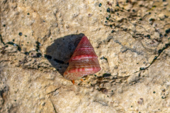 Jujubinus exasperatus