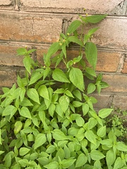 Galinsoga parviflora