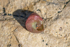 Jujubinus exasperatus