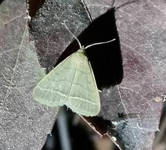 Simplicia extinctalis