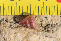 Jujubinus exasperatus