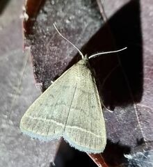 Simplicia extinctalis