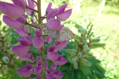 Xanthorhoe montanata