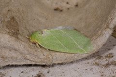 Bena bicolorana