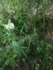 Pedicularis uralensis