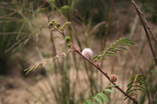Giant Sensitive Plant
