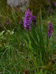 Gymnadenia borealis