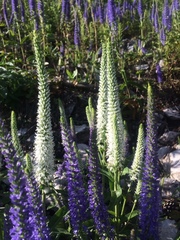 Veronica steppacea