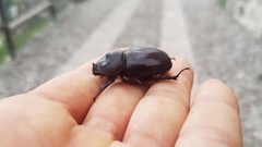 Oryctes nasicornis corniculatus