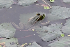 Pelophylax plancyi