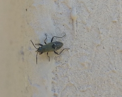 Beosus maritimus