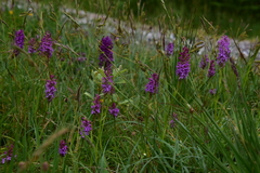 Gymnadenia borealis