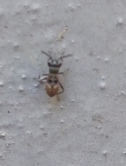 Beosus maritimus