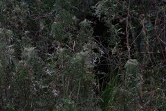 Berkheya bipinnatifida