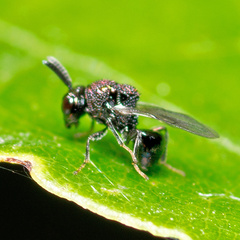 Perilampus aeneus