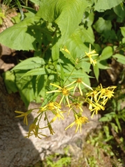 Senecio hercynicus