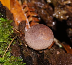 Lycoperdon subincarnatum