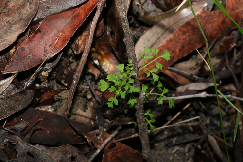 Image of Xanthosia stellata by (c) Greg Tasney, some rights reserved (CC BY-SA)