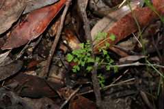 Xanthosia stellata