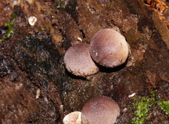 Lycoperdon subincarnatum