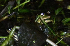 Pelophylax plancyi