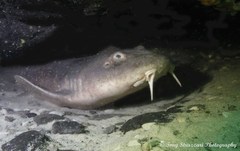 Brachaelurus waddi