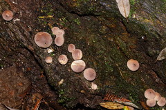 Lycoperdon subincarnatum