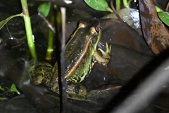 Pelophylax plancyi