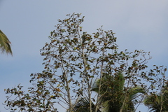 Artocarpus hirsutus