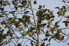 Artocarpus hirsutus