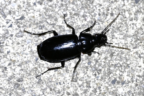 Subgenus Submera · iNaturalist