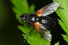 Zophomyia
