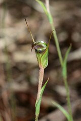 Pterostylis × toveyana