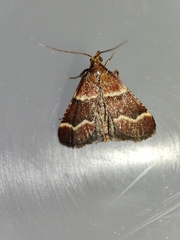 Stemmatophora combustalis