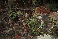 Xanthosia stellata